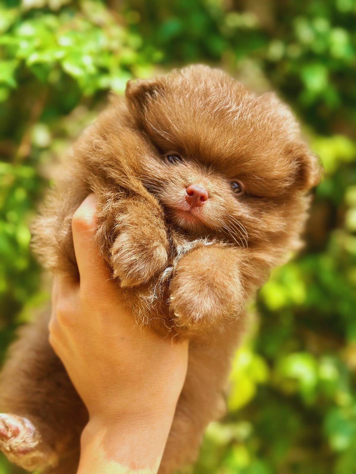 canil-criador-especializado-em-spitz-alemao-lulu-da-pomerania-e-chihuahua