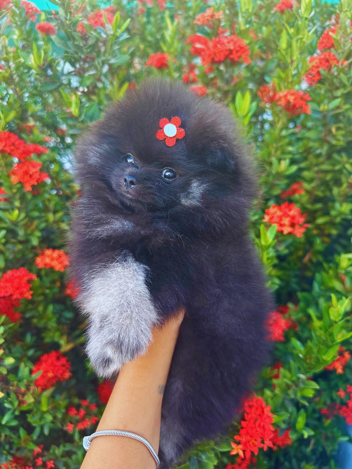 Contato filhotes de Spitz Alemão e Chihuahua