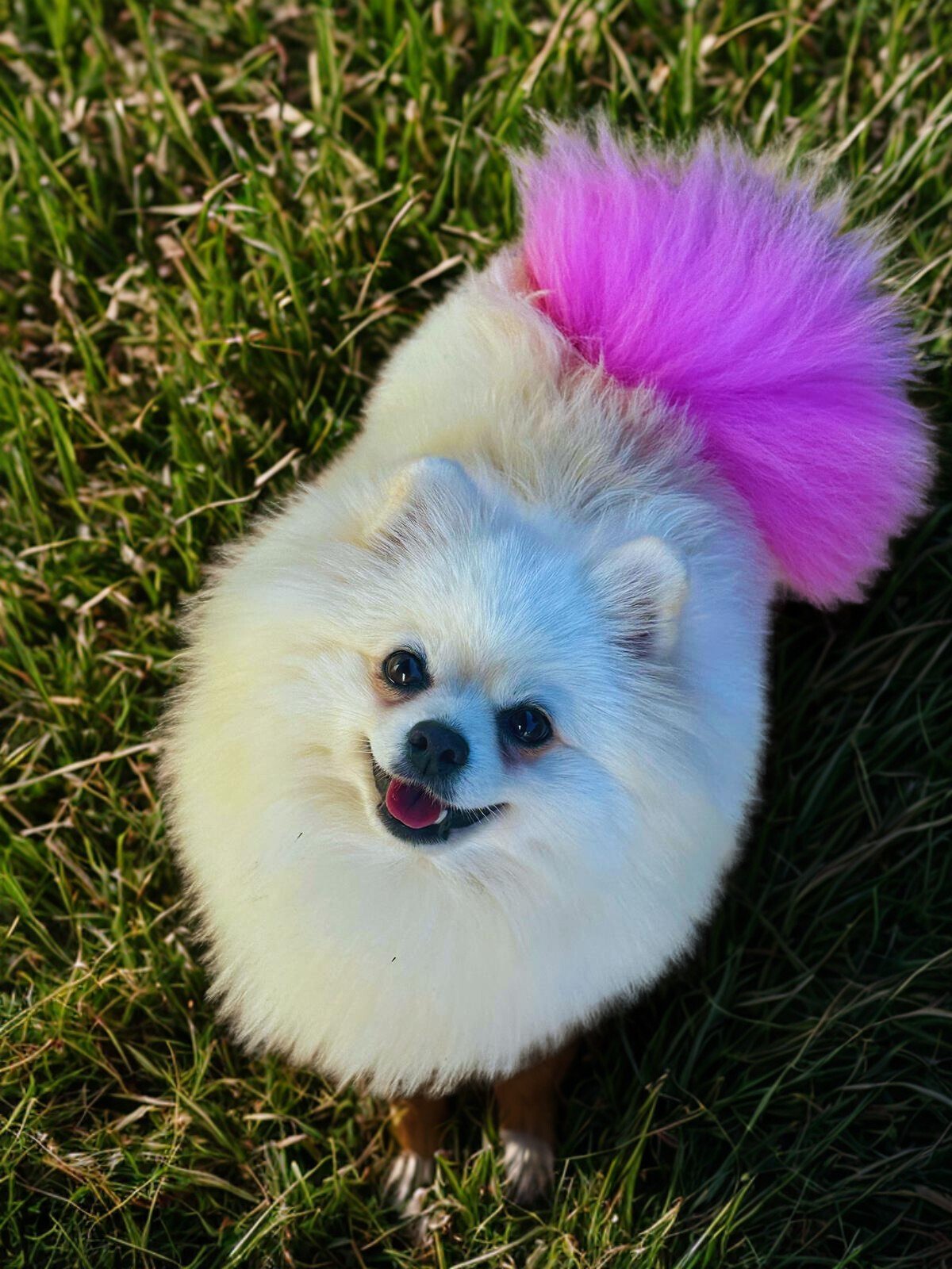 filhote-de-lulu-da-pomerania-spitz-alemao-no-mato-grosso-do-sul